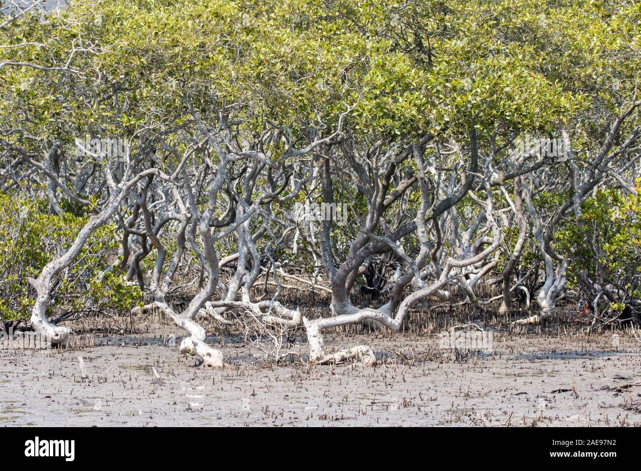 River Mangrove Trees Sydney NSW Stock Photo