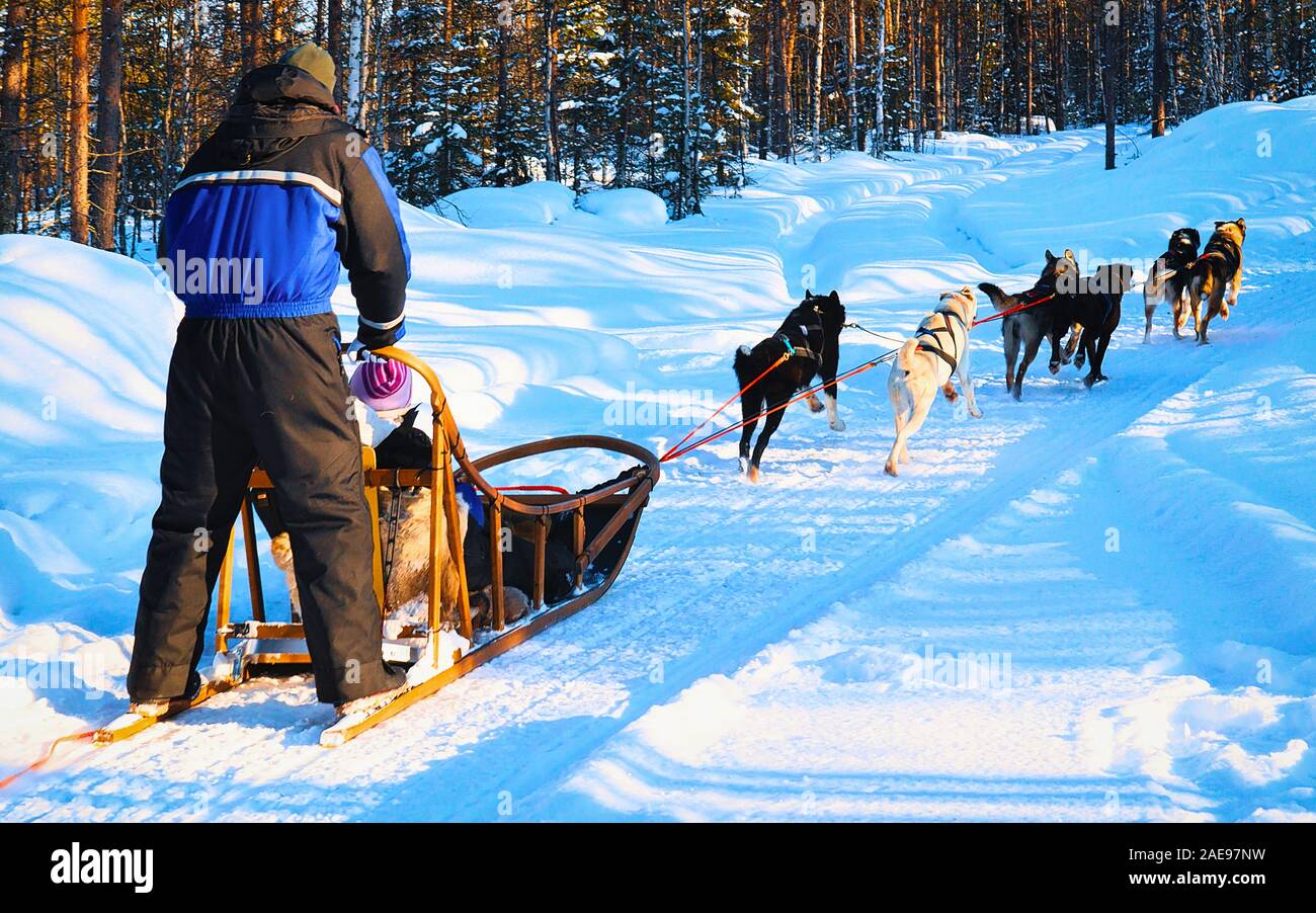 Sledge Riging Man riding husky sledge in Lapland in winter Rovaniemi reflex Stock ...