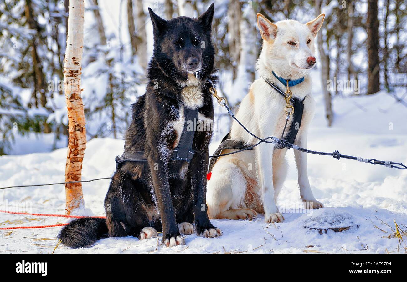 Husky dogs in sled in Lapland Finland reflex Stock Photo - Alamy