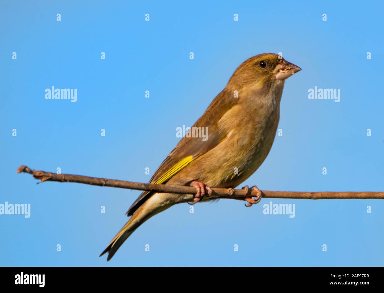 Greenfinch, Chloris Chloris, perched on a branch in a UK Garden Bedfordshire Stock Photo