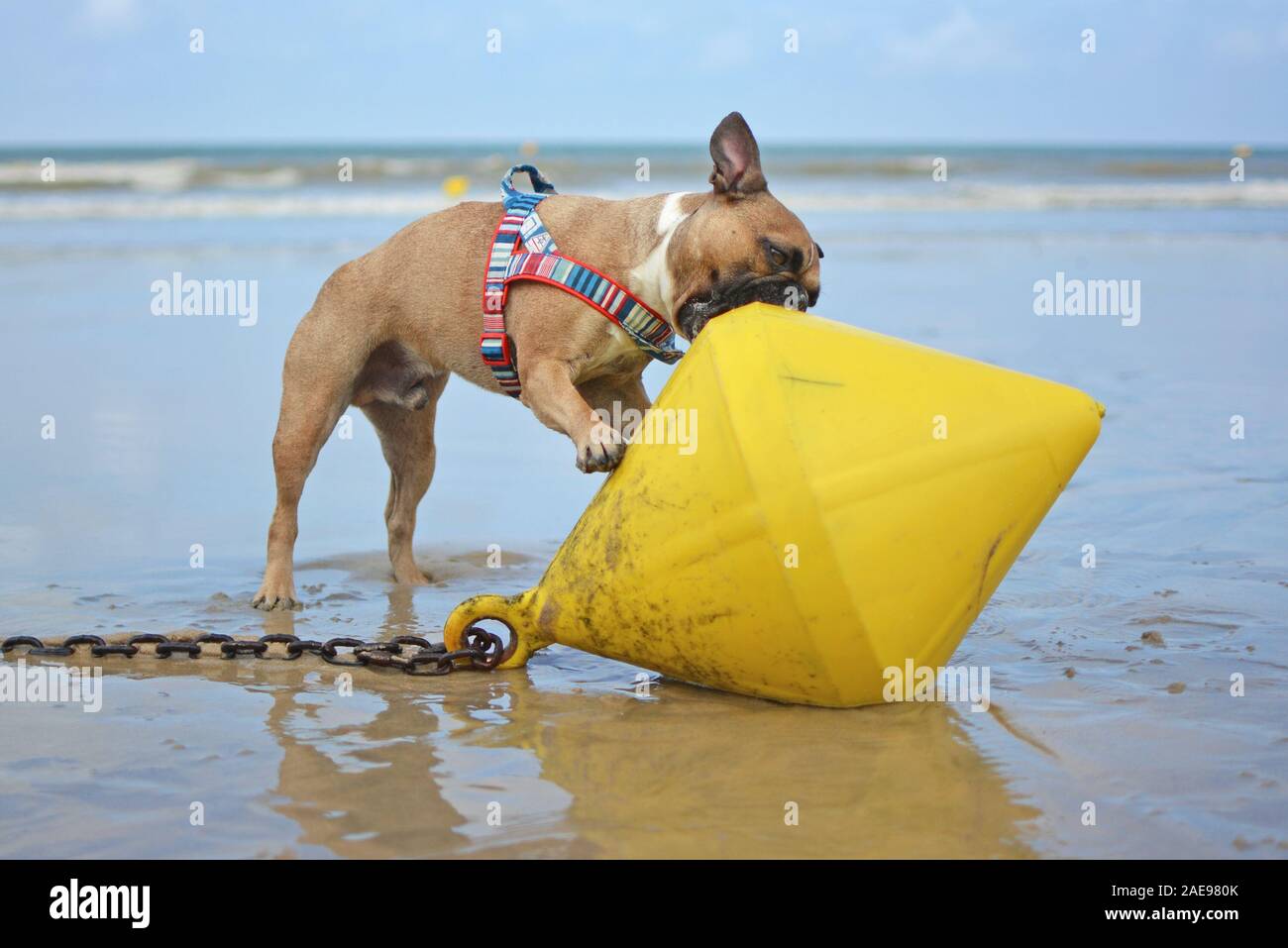 French Bulldog dog playing at beach trying to eat a large yellow buoy Stock Photo