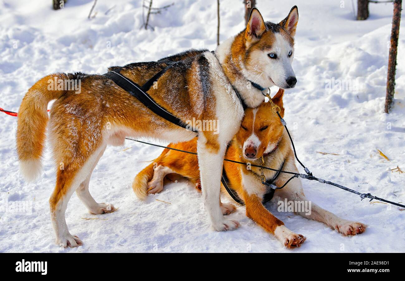Husky dogs in sledge in Lapland Finland reflex Stock Photo - Alamy
