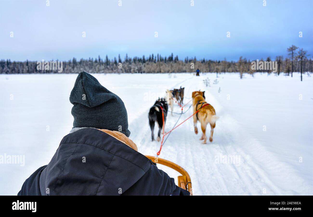 Man sitting in husky sledge in Lapland Finland reflex Stock Photo - Alamy
