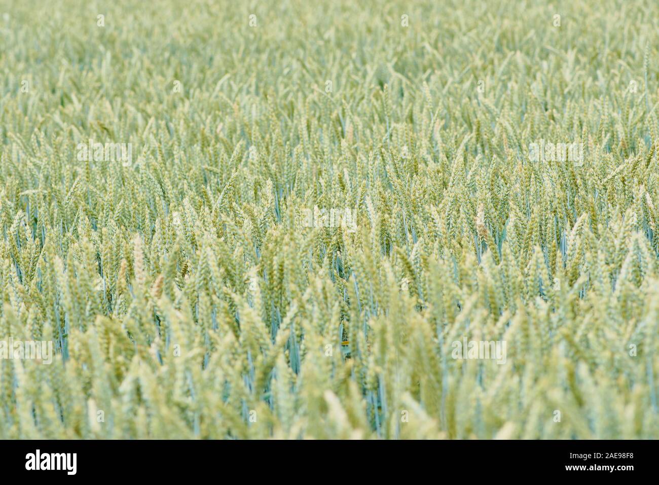 blurred color picture of wheat as picture background, frame filling Stock Photo