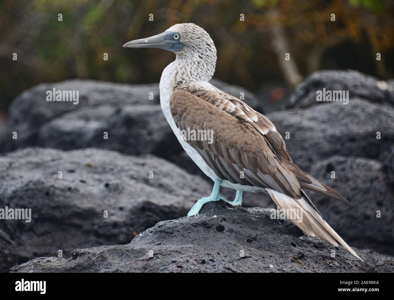 Blue-footed booby (Sula nebouxii), Isla Seymour Norte, Galapagos Islands, Ecuador Stock Photo