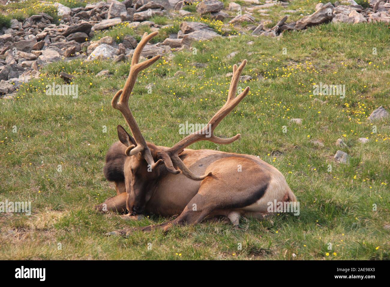 Yellowstone Reindeer with Antlers Lying in Grass, Scratching Itself with Antlers Stock Photo