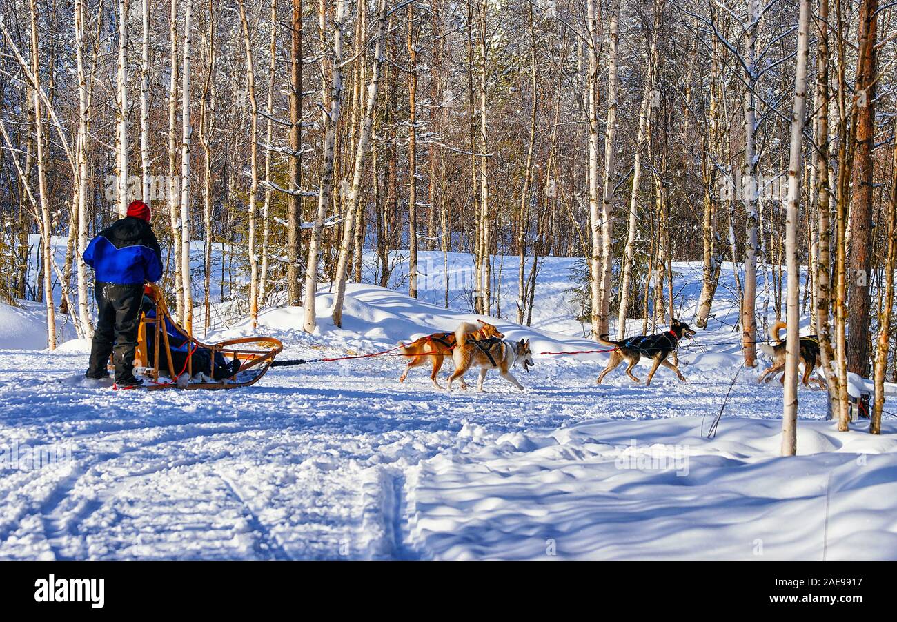 Family riding husky dogs sled in Lapland in Finland reflex Stock Photo ...