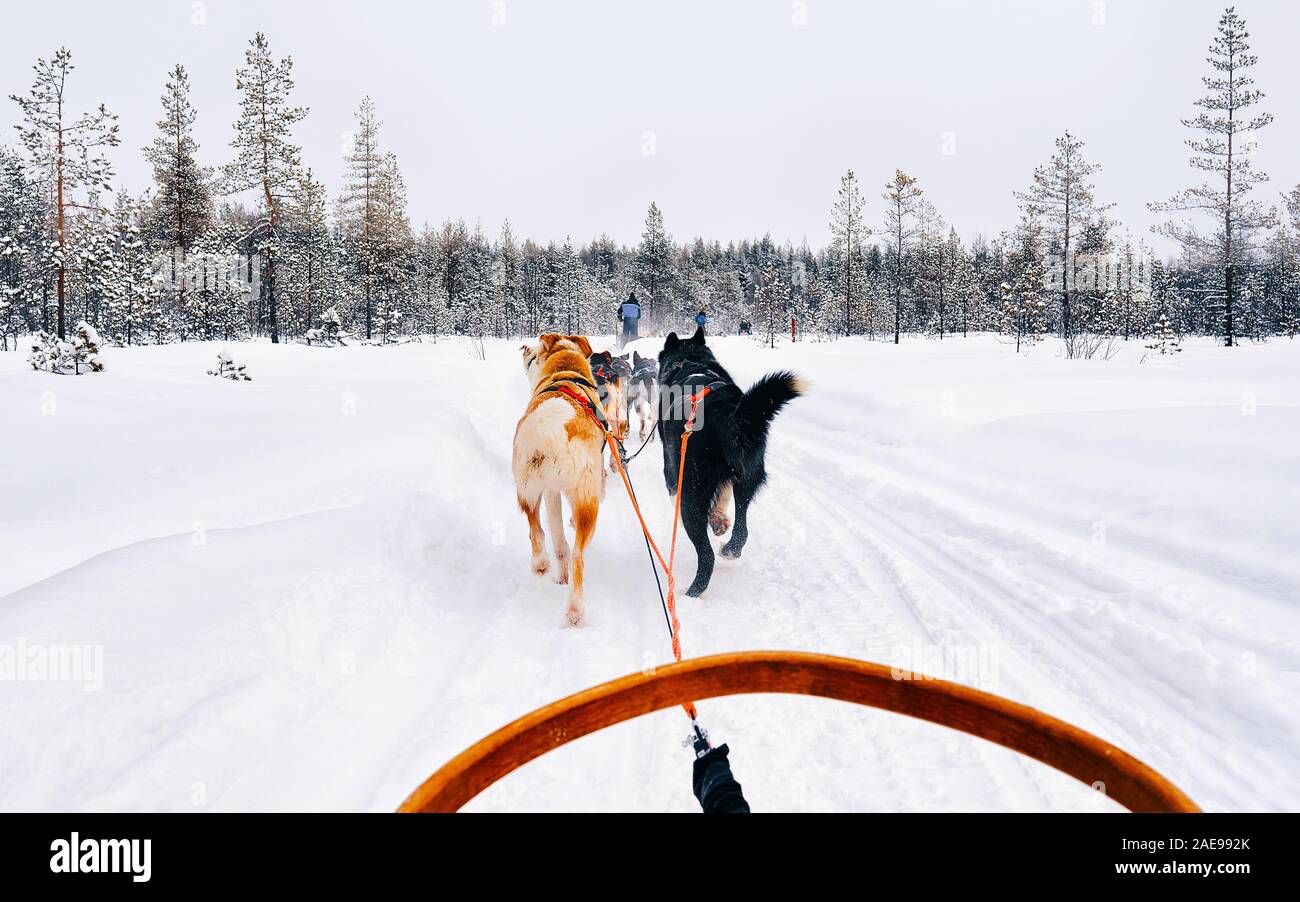 Husky dogs sled in Finland in Lapland winter reflex Stock Photo - Alamy