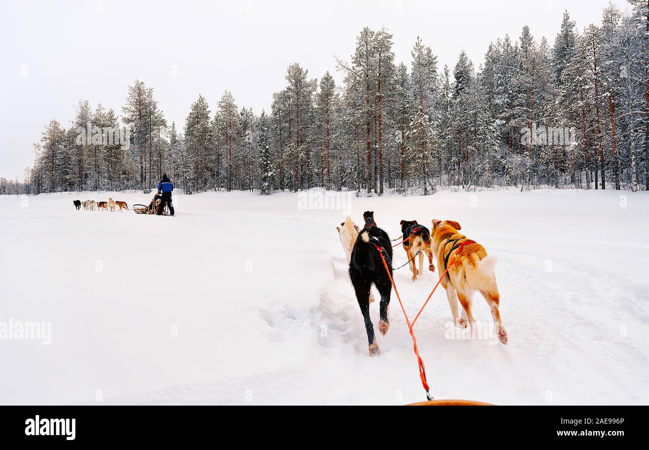 Man on husky sledge in Lapland of Finland reflex Stock Photo - Alamy