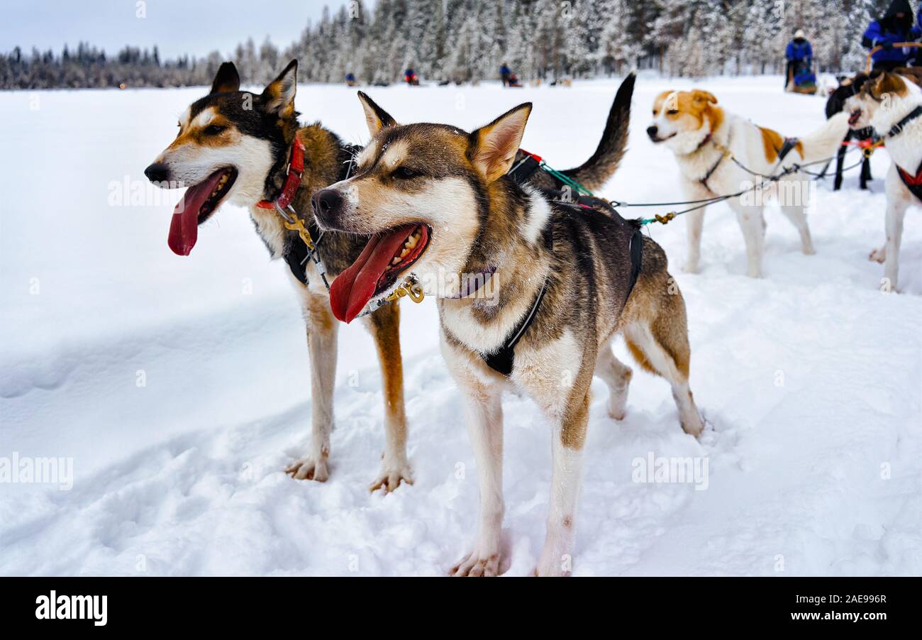 Husky in sledge Lapland Finland with reflex Stock Photo - Alamy