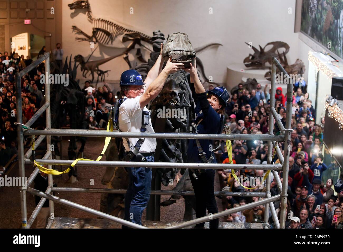 New Haven, CT, USA. 7th Dec, 2019. December 7, 2019 - New Haven, Connecticut: Museum Technician WALLY BRENCKLE and Museum Preparator CHRISTINA LUTZ remove the skull of the Brontosaurus at the Yale Peabody Museum in front of a crowd filling the Great Hall. The museum is home to the original specimen of Brontosaurus, to which Othniel Charles Marsh, professor of paleontology at Yale, gave the name Brontosaurus excelsus in 1879. It is the first phase in a museum-wide closure to allow for the most extensive renovation in the Peabody history, which is being funded by donations. The museum will c Stock Photo