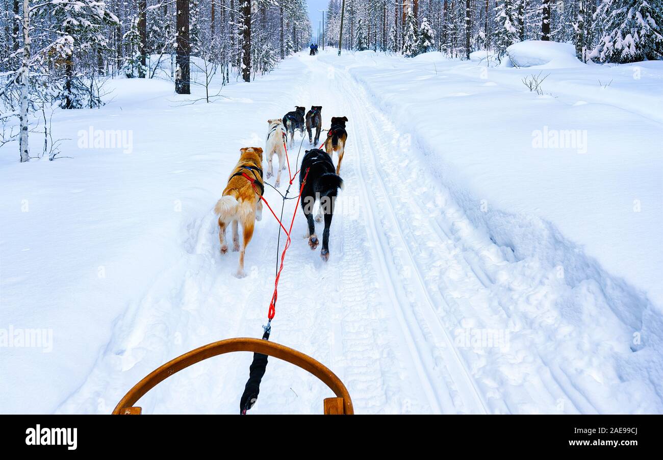 Husky sledge at Lapland Finland with reflex Stock Photo - Alamy