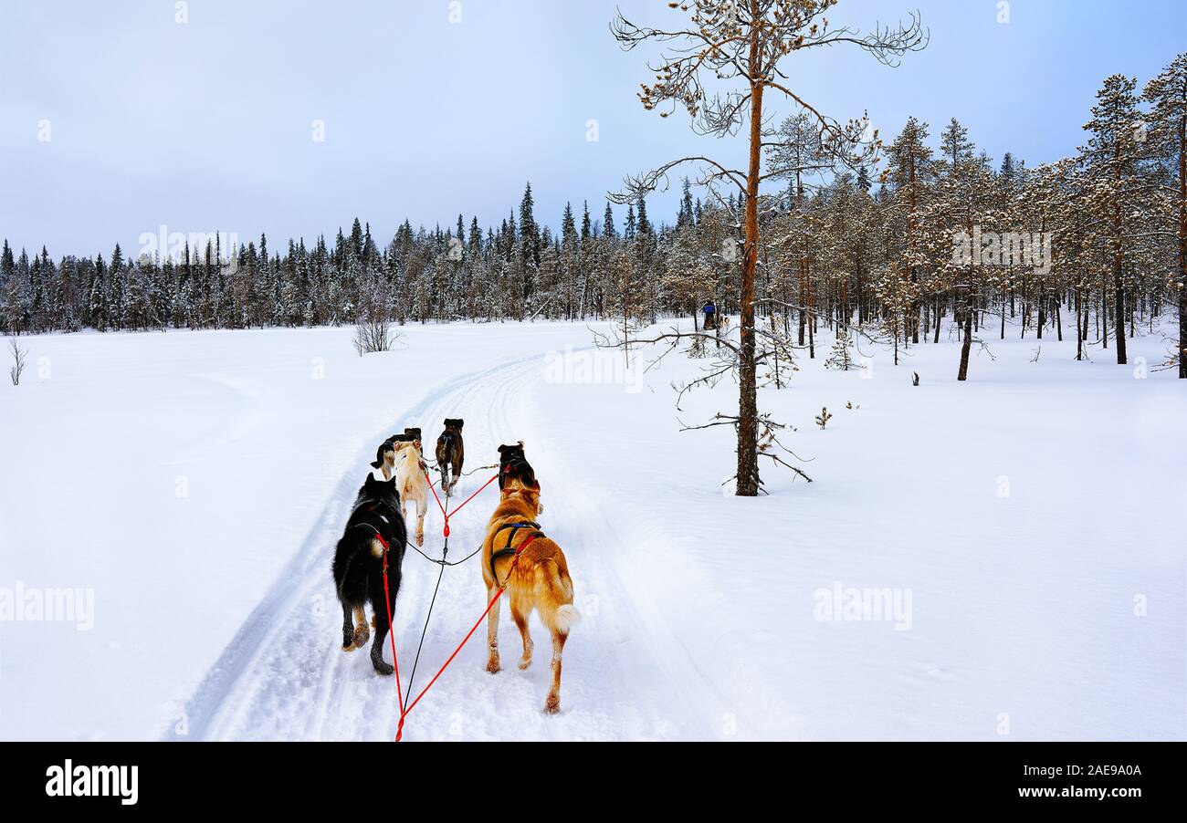 Husky sledge in Lapland of Finland reflex Stock Photo - Alamy