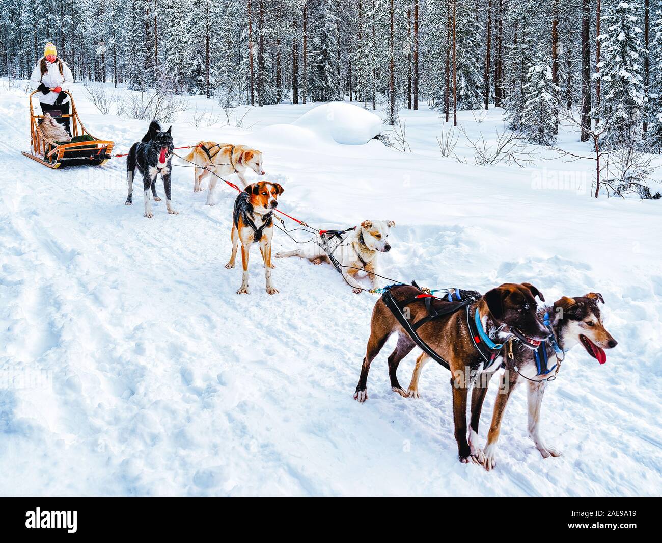 Girl in Husky dog sled in Finland in Lapland winter reflex Stock Photo ...