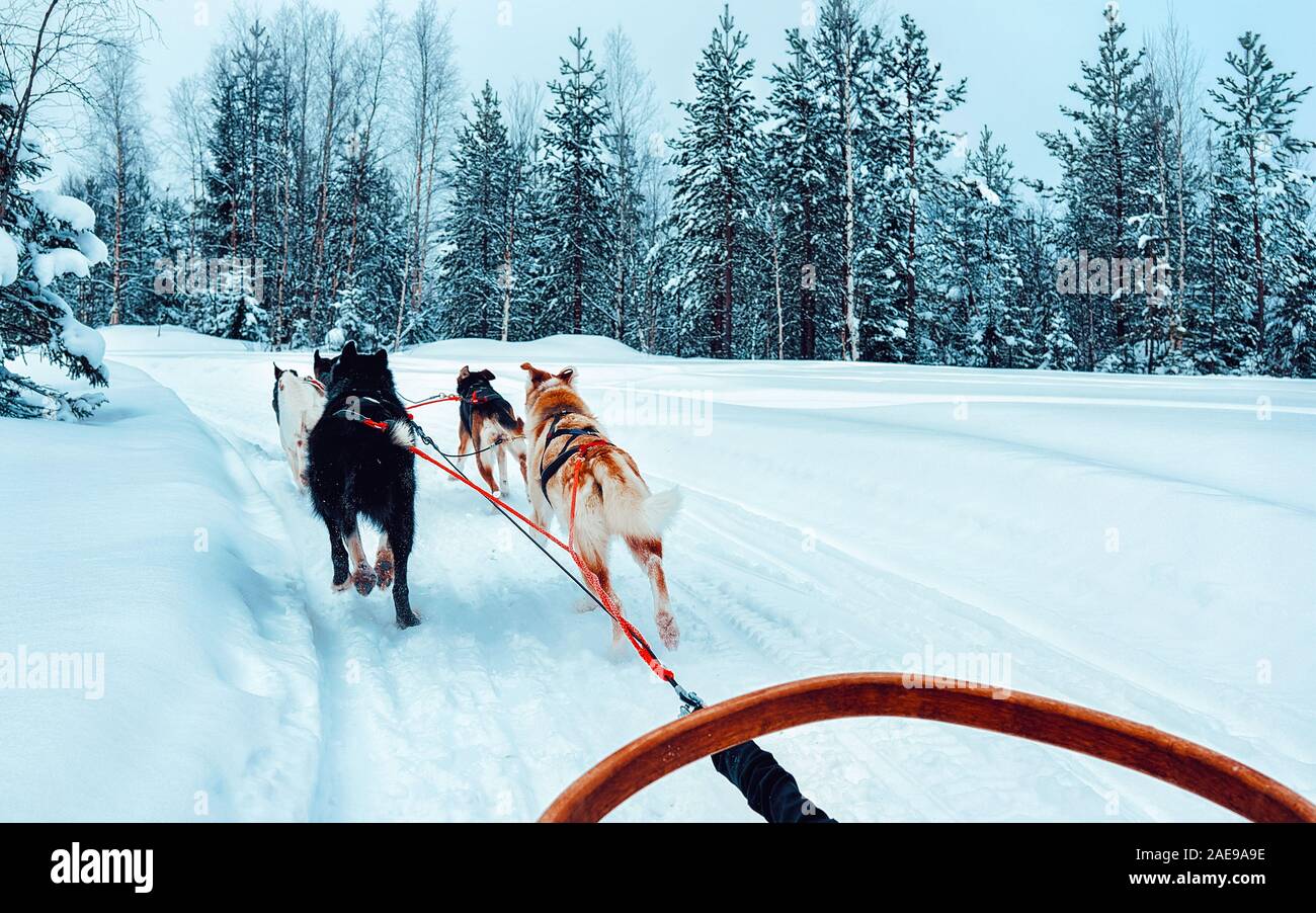 Husky dog sled in Finland in Lapland winter reflex Stock Photo - Alamy