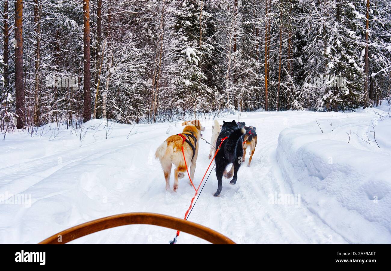 Husky sledge in Lapland Finland with reflex Stock Photo - Alamy