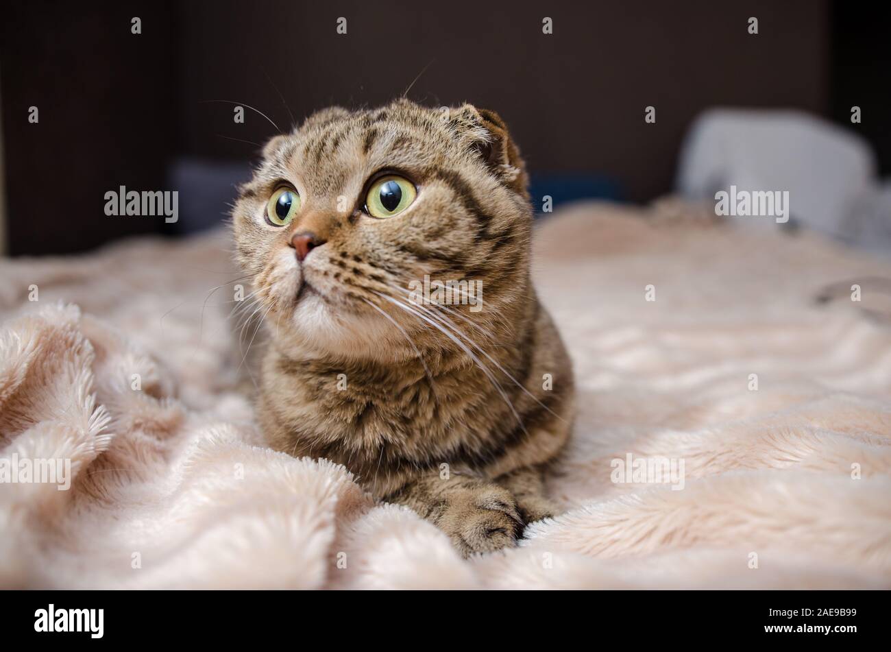 Beautiful and fluffy brawn scottish fold cat, Stock Photo