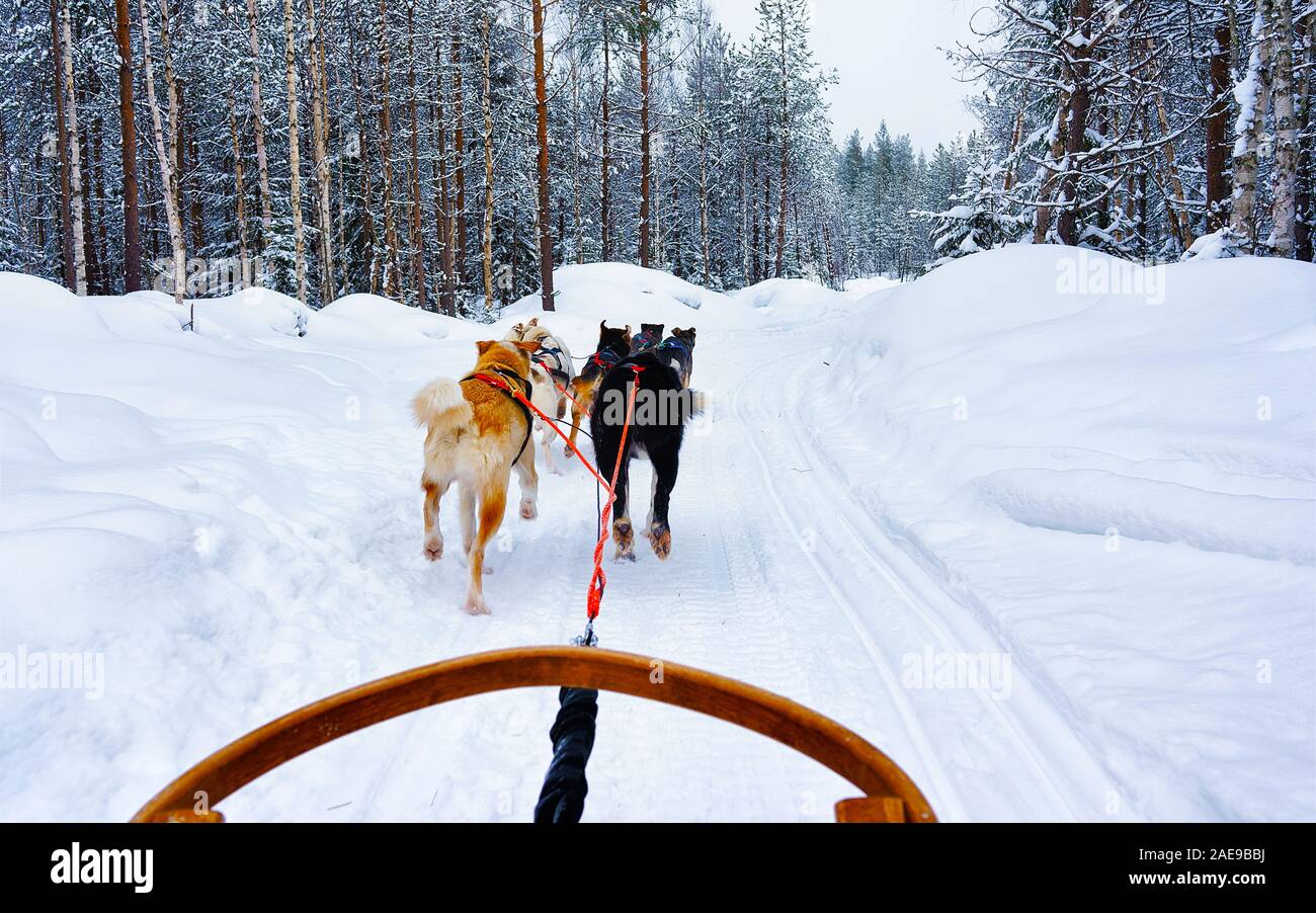 Husky sledge in Lapland in Finland reflex Stock Photo - Alamy