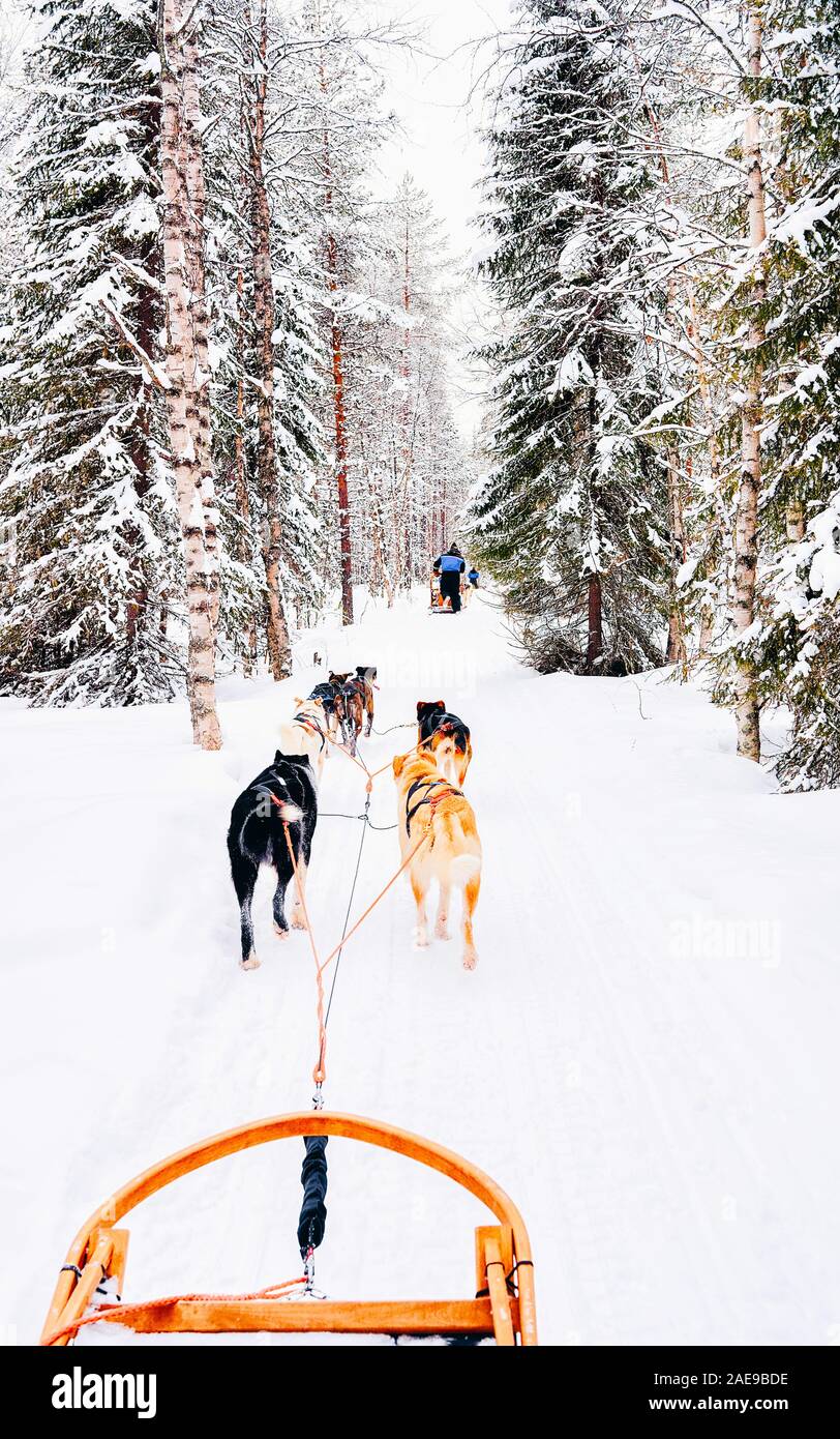 Husky dogs sled in Finland at Lapland winter reflex Stock Photo - Alamy