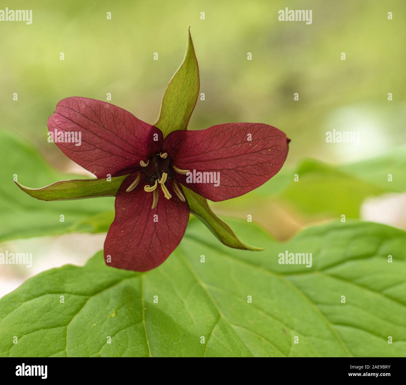 Trillium erectum, also known as red trillium, wake-robin, purple trillium, Beth root, or stinking Benjamin, appear for a few weeks in May in Ontario Stock Photo