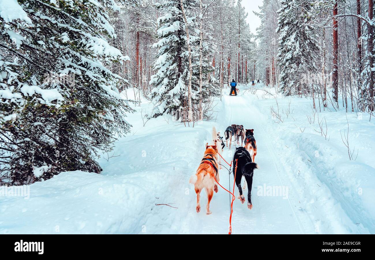 Husky dog sled at Finland in Lapland winter reflex Stock Photo - Alamy