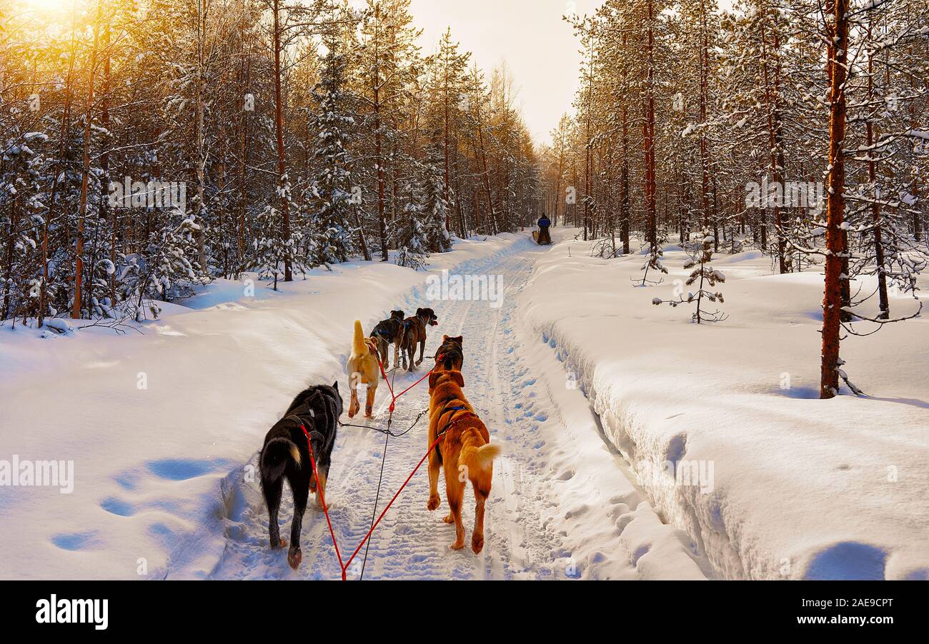 Husky sled in Lapland in Finland reflex Stock Photo - Alamy