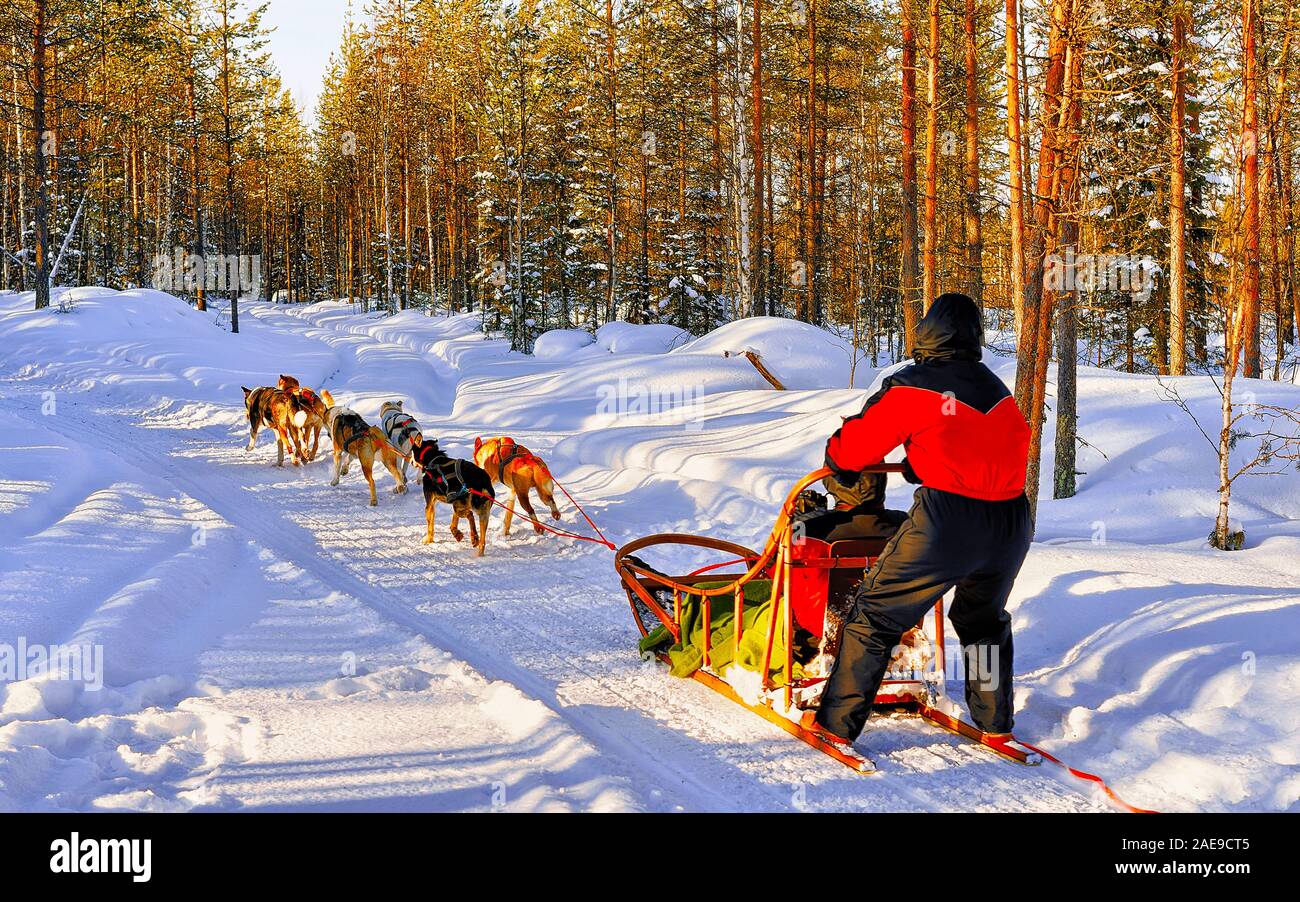Family in husky sledge in Lapland Finland reflex Stock Photo - Alamy