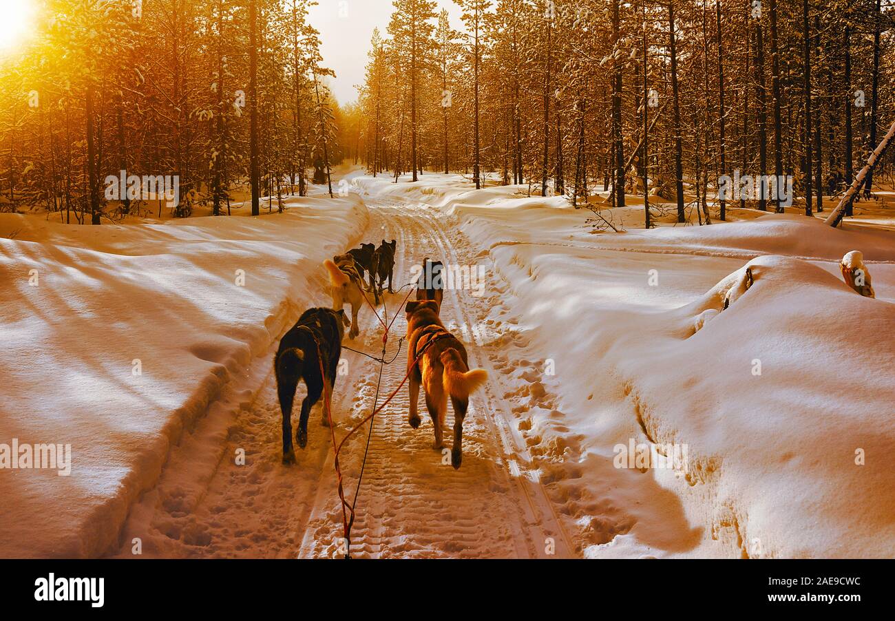 Husky sled in Lapland Finland reflex Stock Photo - Alamy