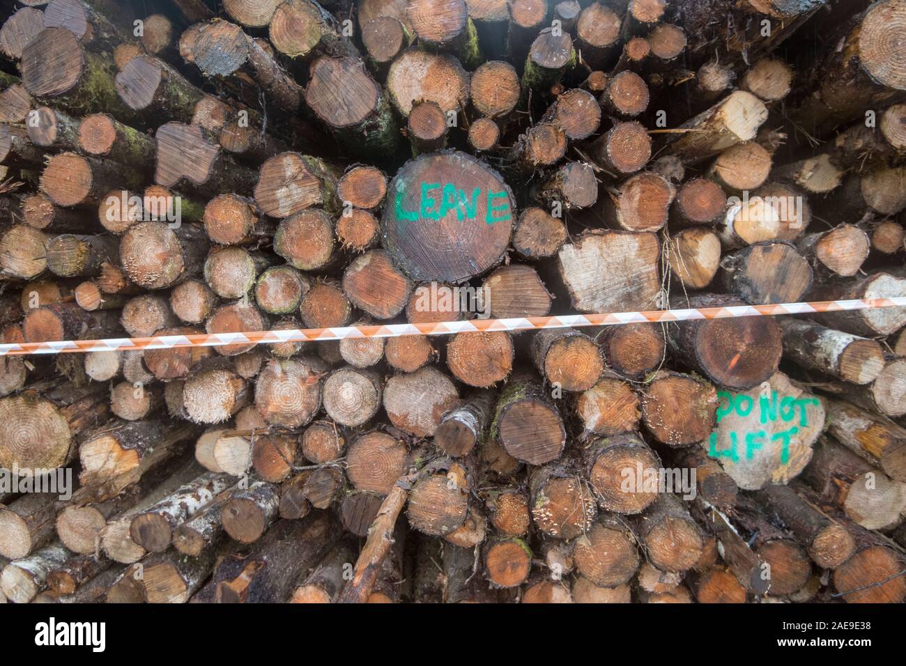Logging in Scotland Stock Photo