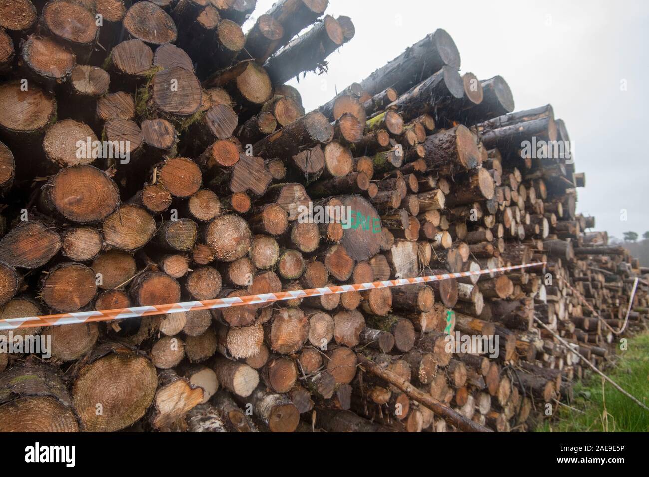 Logging in Scotland Stock Photo