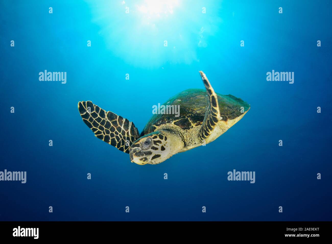 Green sea turtle, Chelonia mydas, Tulamben, Bali, Indonesia Stock Photo