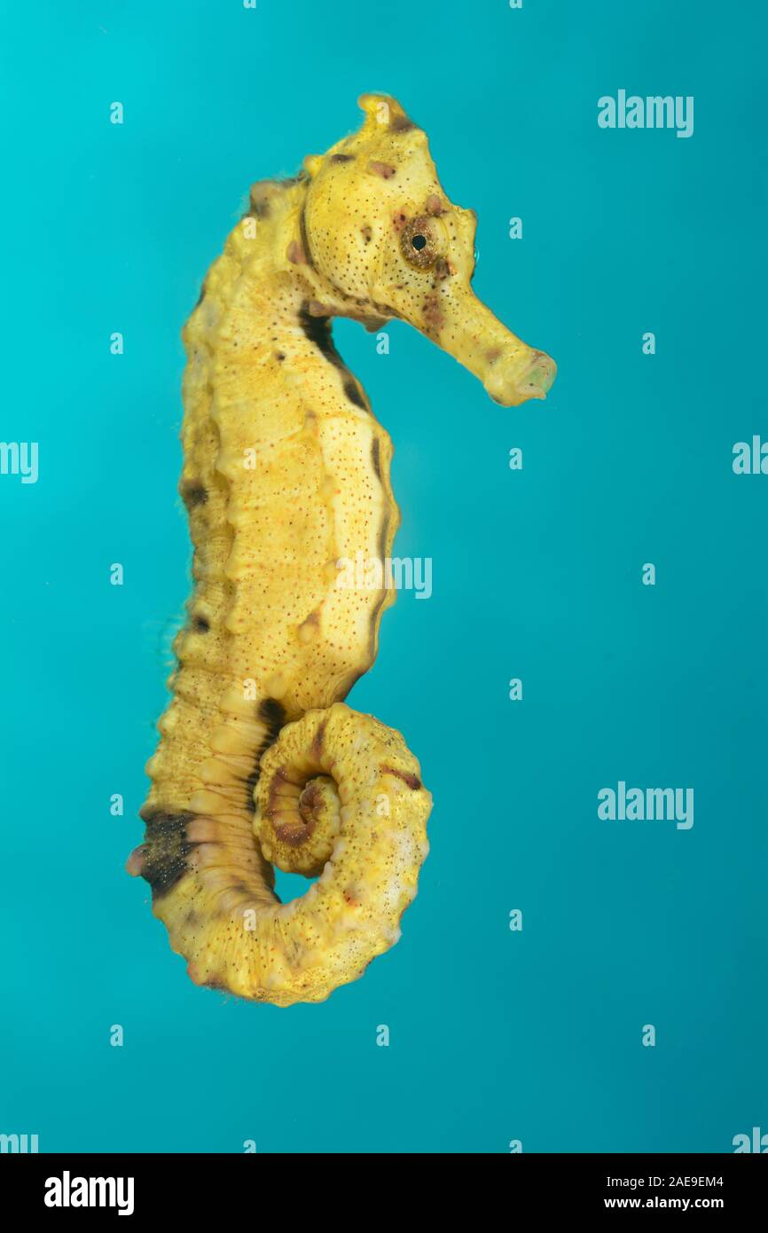 Spotted seahorse, Hippocampus kuda,Tulamben, Bali, Indonesia Stock Photo