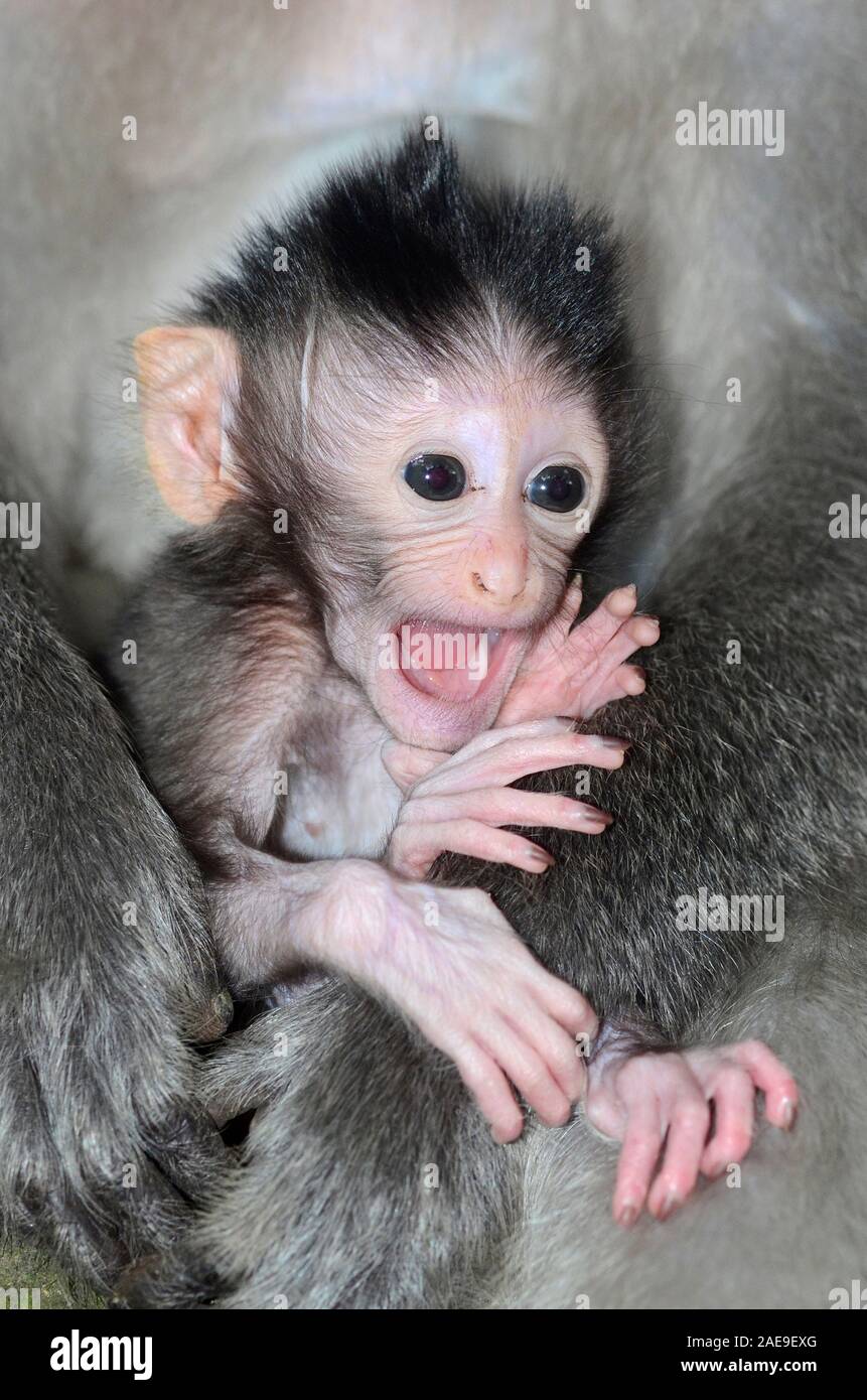 Long tailed macaque baby, Macaca fascicuiaris, Bali, Indonesia Stock Photo