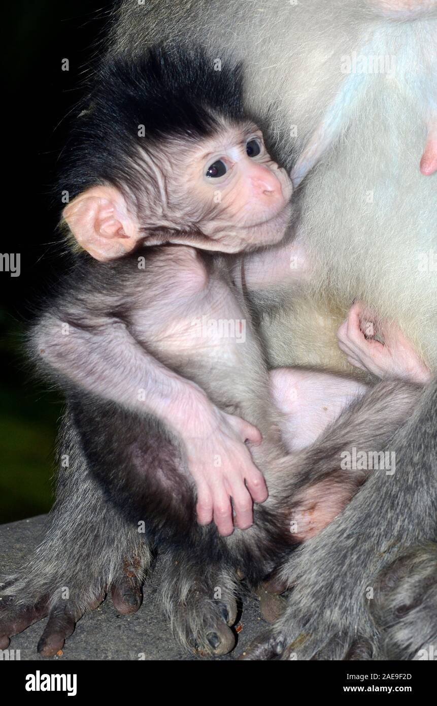 Baby long tailed macaque Macaca fascicuiaris, Bali, Indonesia Stock Photo