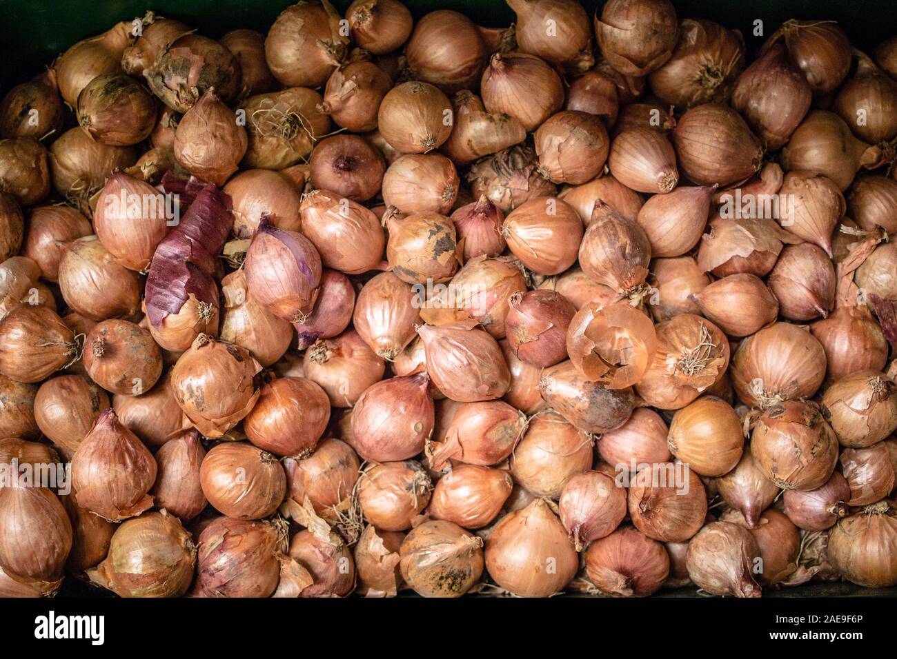 Box of onions with piece of red onion skin Stock Photo