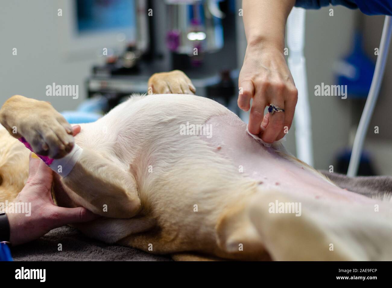 Yellow Labrador retriever belly shaved for pre surgery spay