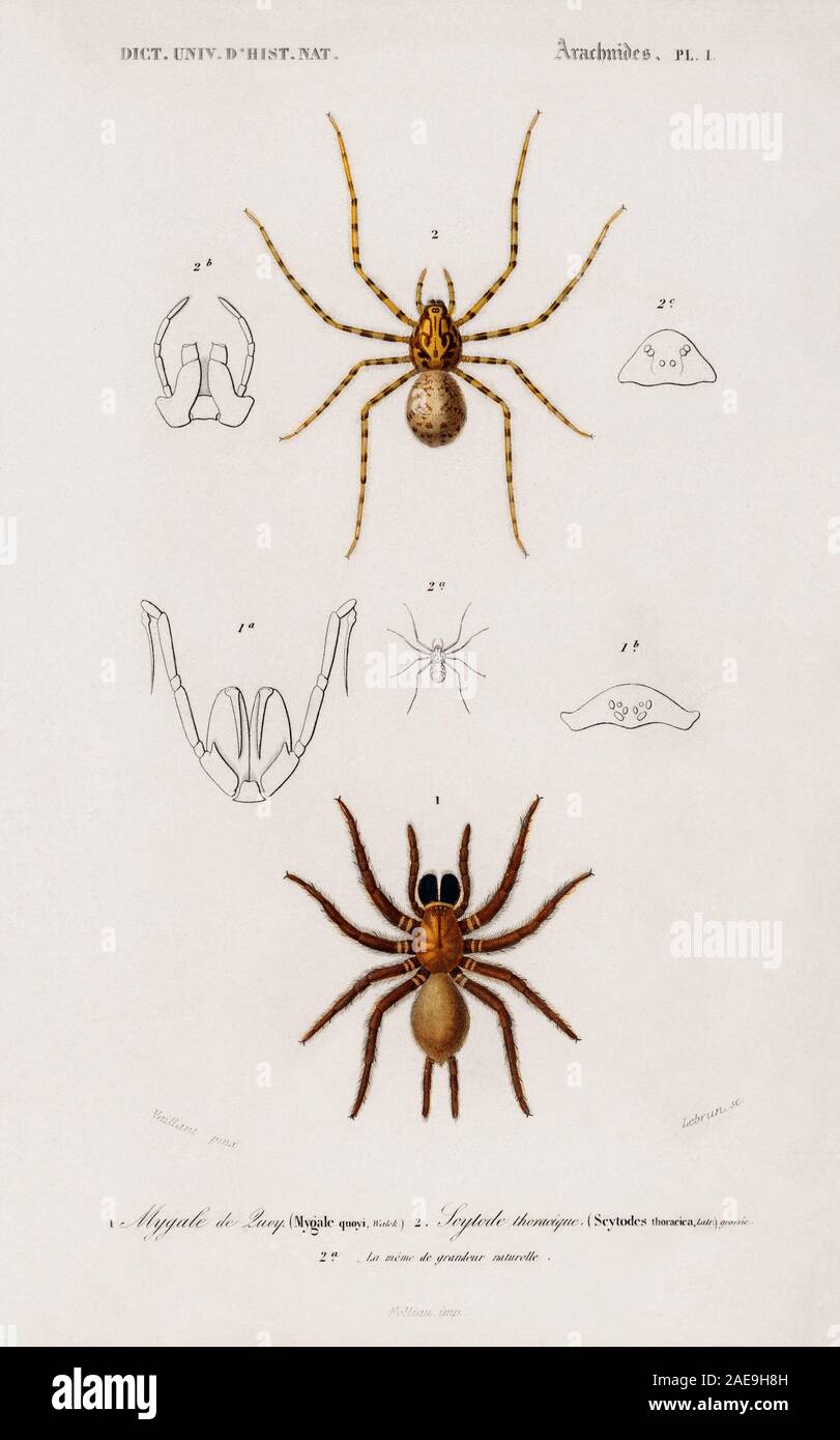 Mygale quoyi hi-res stock photography and images - Alamy