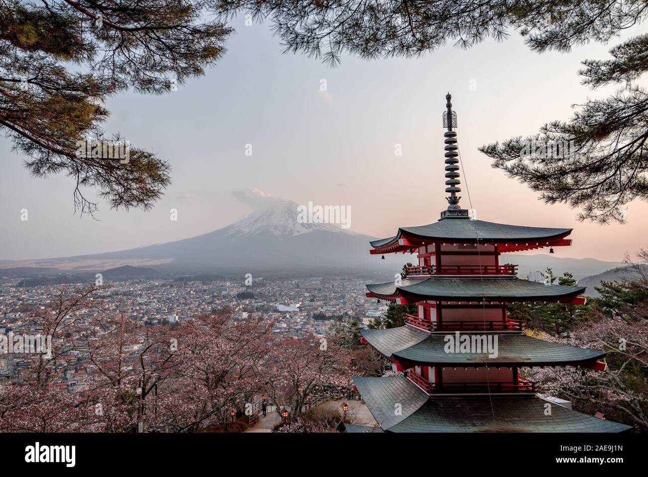 The mount Fuji with some cherry blossoms Stock Photo