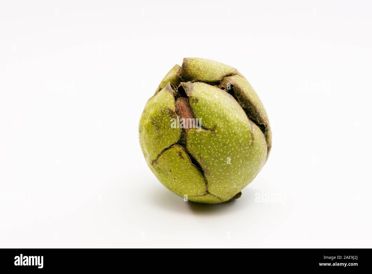 Close up shot of a raw wallnut with green shell. Stock Photo