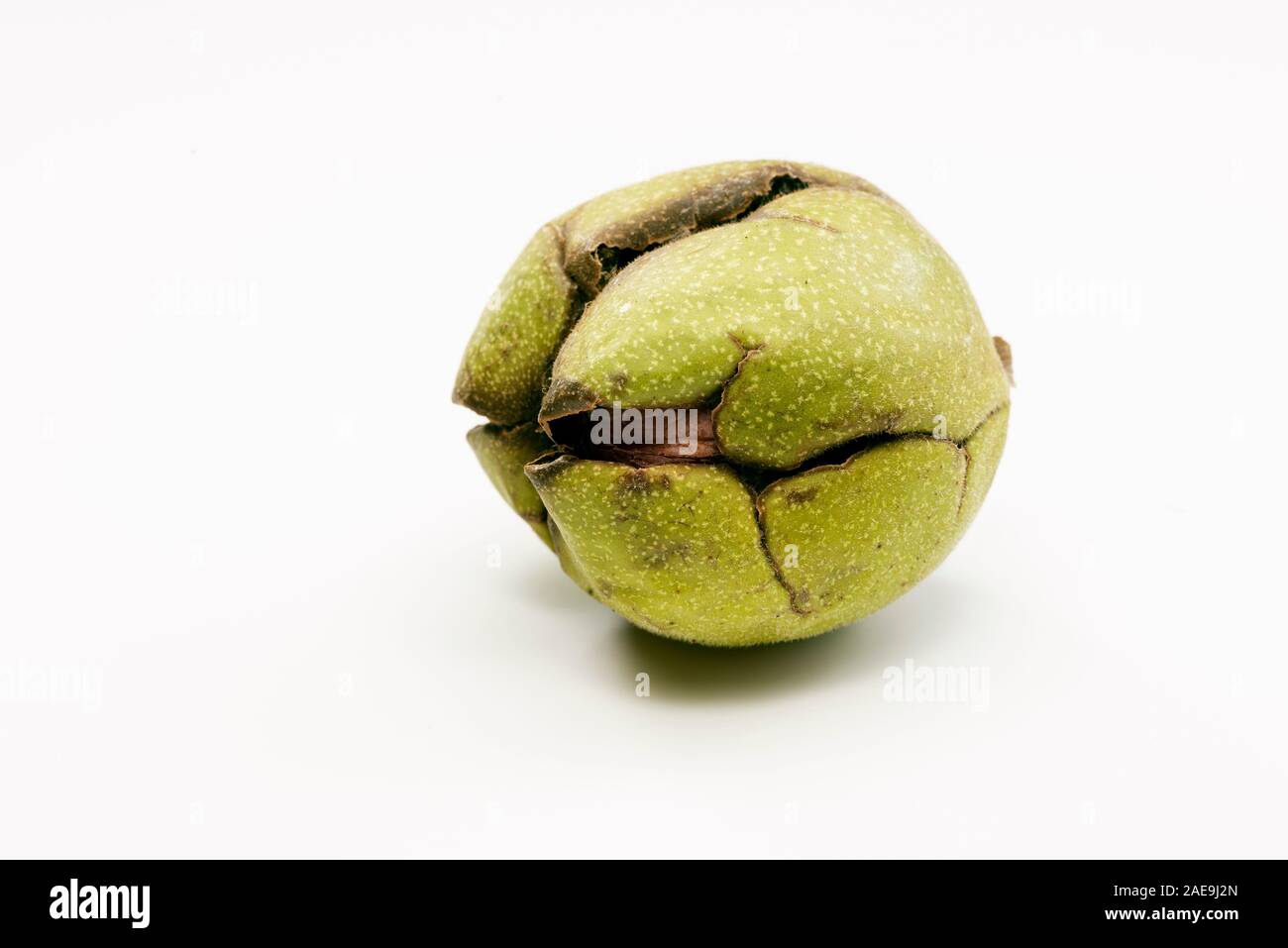Close up shot of a raw wallnut with green shell. Stock Photo
