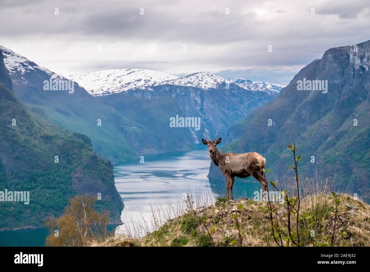 Beautiful shot of a deer in norway landscape Stock Photo