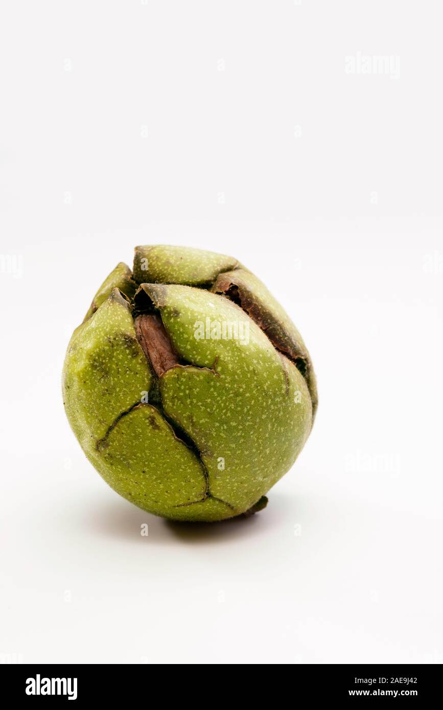 Close up shot of a raw wallnut with green shell. Stock Photo