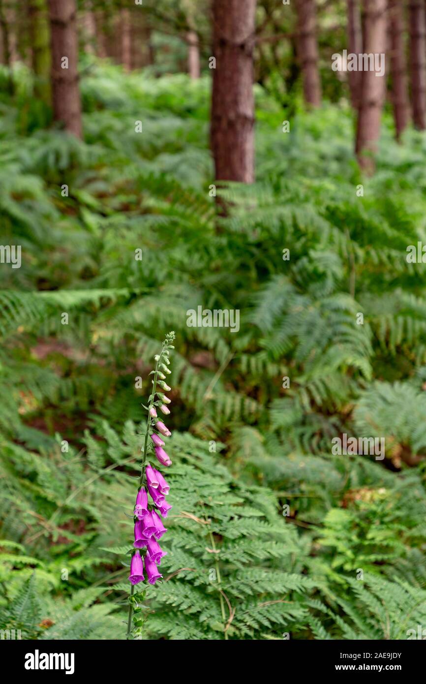 Single Foxglove flower among the Ferns at Daresbury Firs, against the trunks of static trees Stock Photo