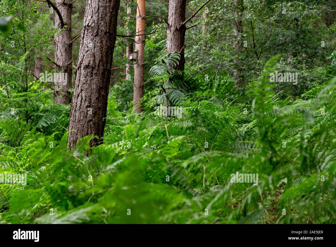 Ferns, moving with the wind at Daresbury Firs, against the trunks of static trees Stock Photo