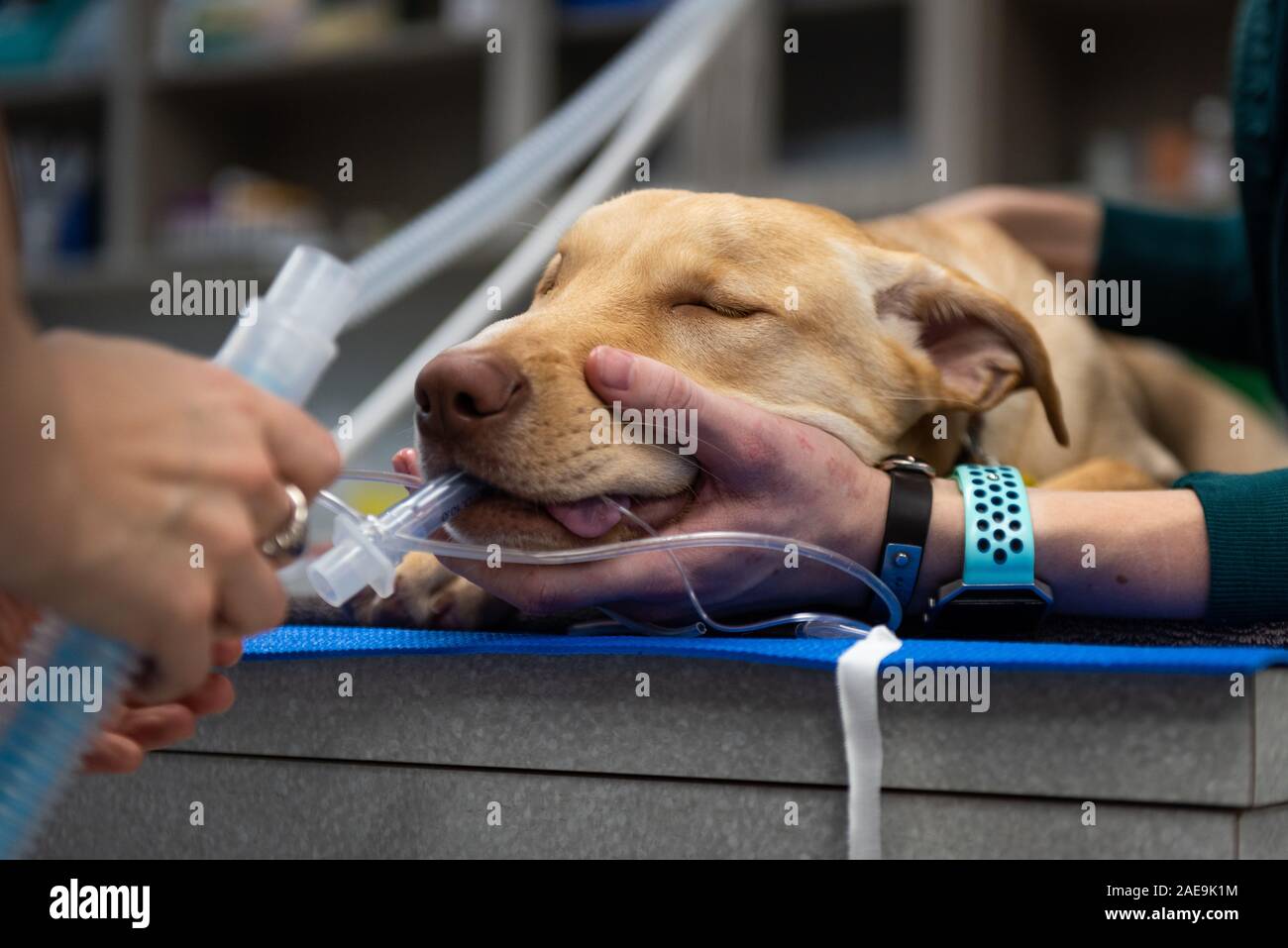 Vet technician and vet assistant prepare a six month old yellow lab for