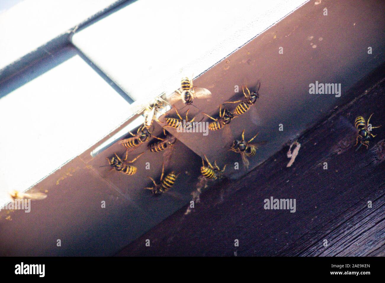 12 wasps clustering under the eaves of a house waiting to enter their nest in the loft via a join in the plastic soffit. Stock Photo