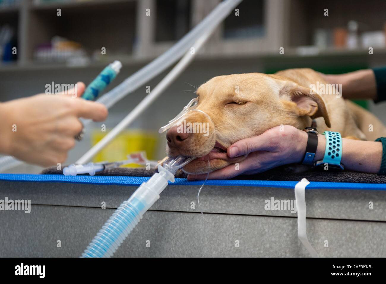 Vet technician and vet assistant prepare a six month old yellow lab for a routine spay surgery on a yellow lab puppy Stock Photo