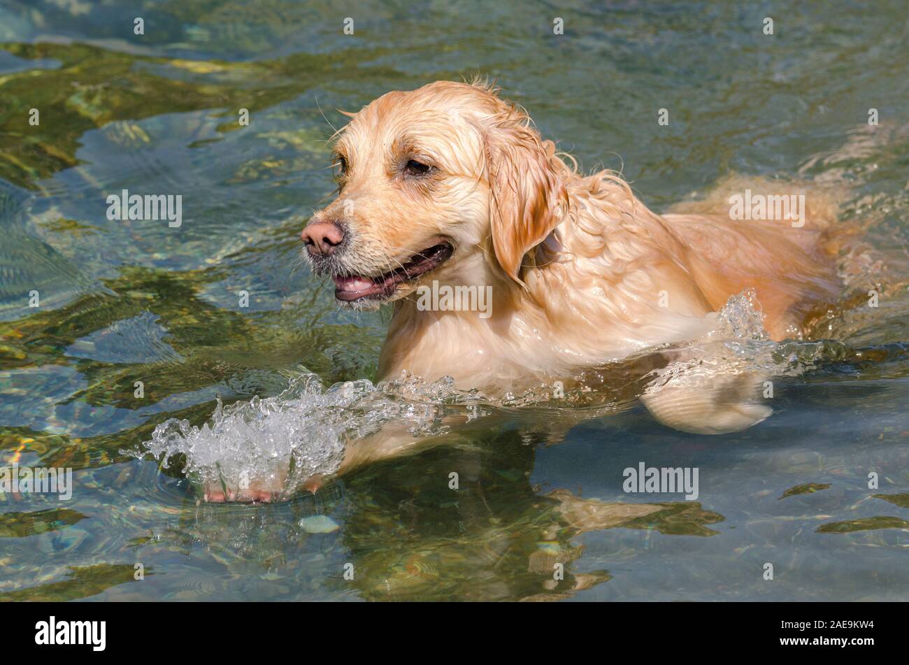 honey color golden retriever that swims, runs and plays in in a little ...