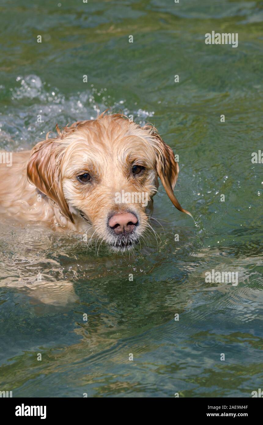honey color golden retriever that swims, runs and plays in in a little