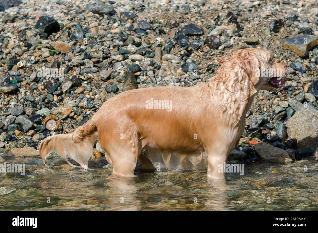 honey color golden retriever that swims, runs and plays in in a little ...